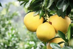 柚子的常见品种