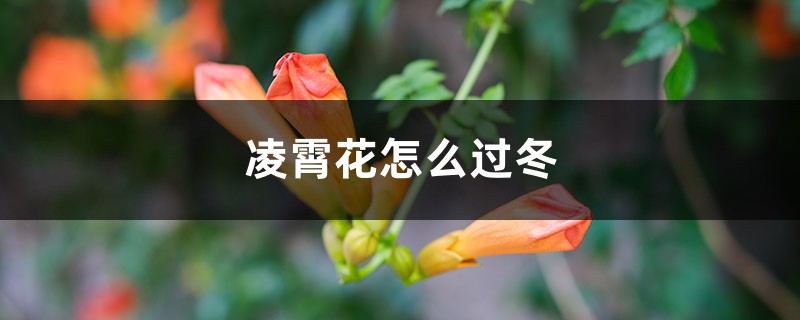 凌霄花怎么过冬