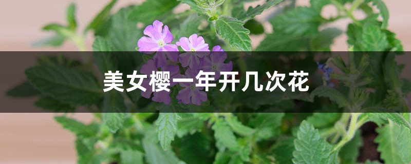 美女樱一年开几次花