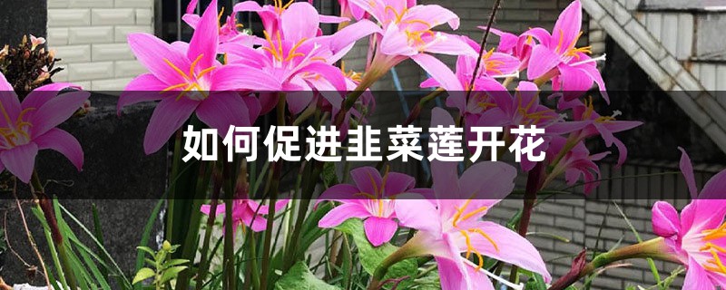 如何促进韭菜莲开花？