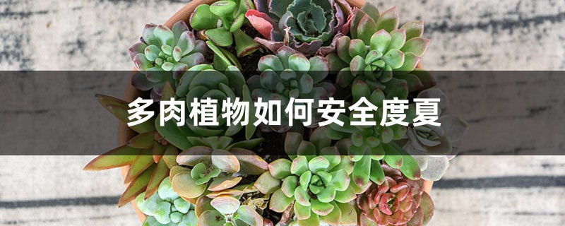 多肉植物如何安全度夏