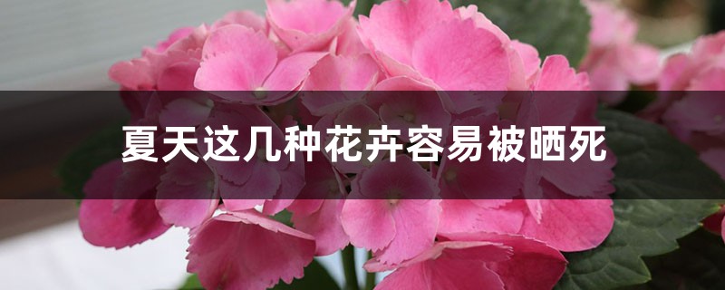 夏天这几种花卉容易被晒死