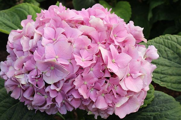 快,这些花再晒就死了,赶紧搬屋里去 快,这些花再晒就死了,赶紧搬屋里去