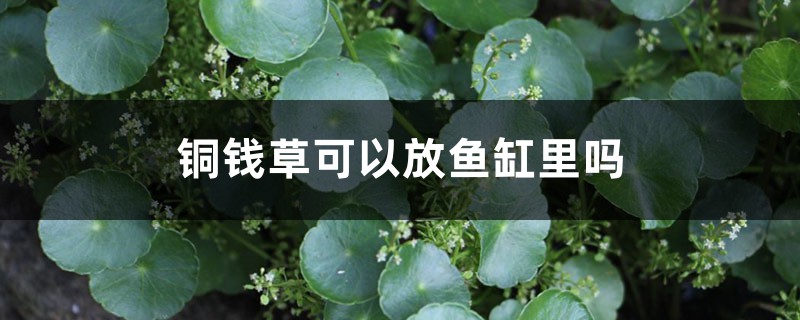 铜钱草可以放鱼缸里吗