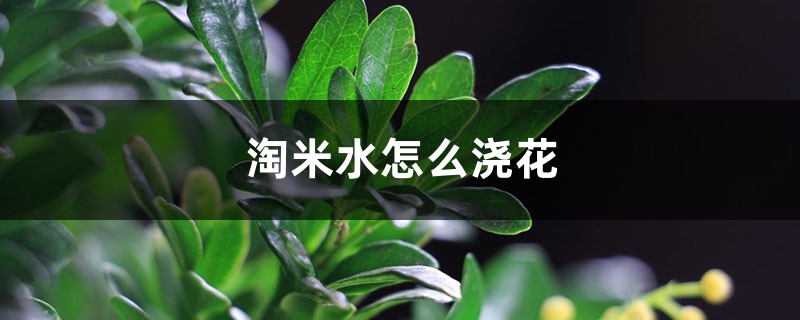 淘米水怎么浇花