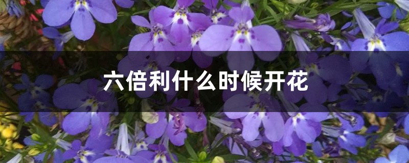 六倍利什么时候开花