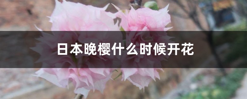 日本晚樱什么时候开花