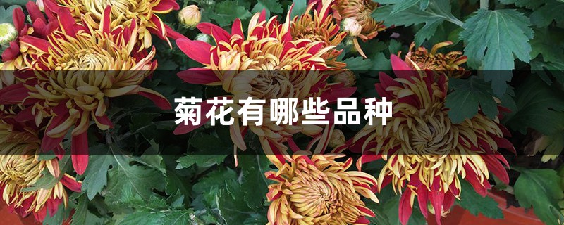 菊花有哪些品种