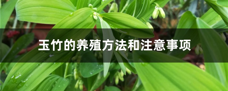 玉竹的养殖方法和注意事项