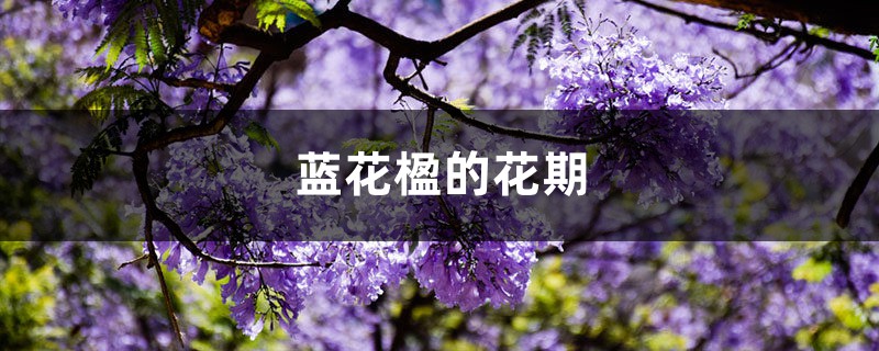 蓝花楹的花期