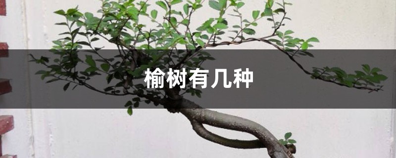 榆树有几种