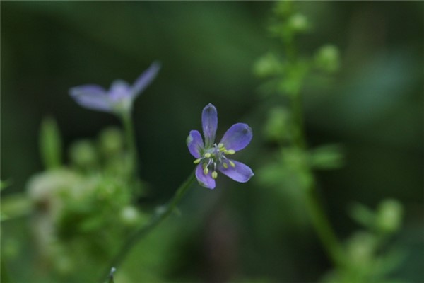 还亮草什么时候开花