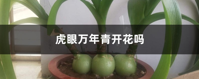 虎眼万年青开花吗