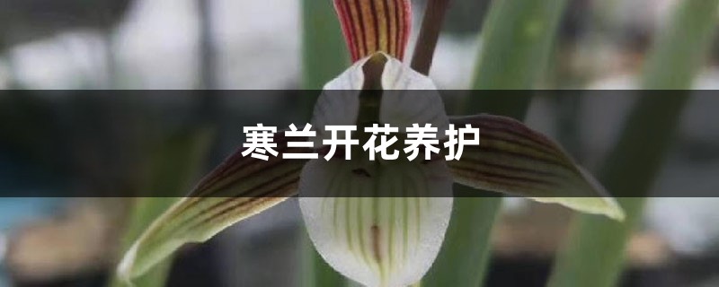 寒兰开花养护