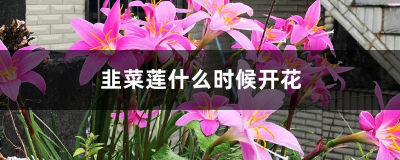 韭菜莲什么时候开花