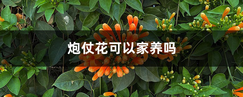 炮仗花可以家养吗