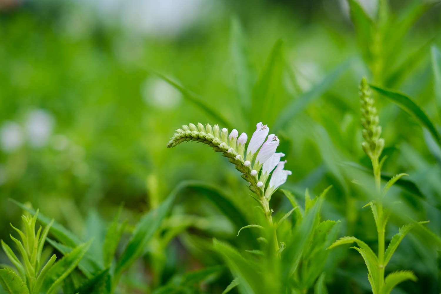 随意草