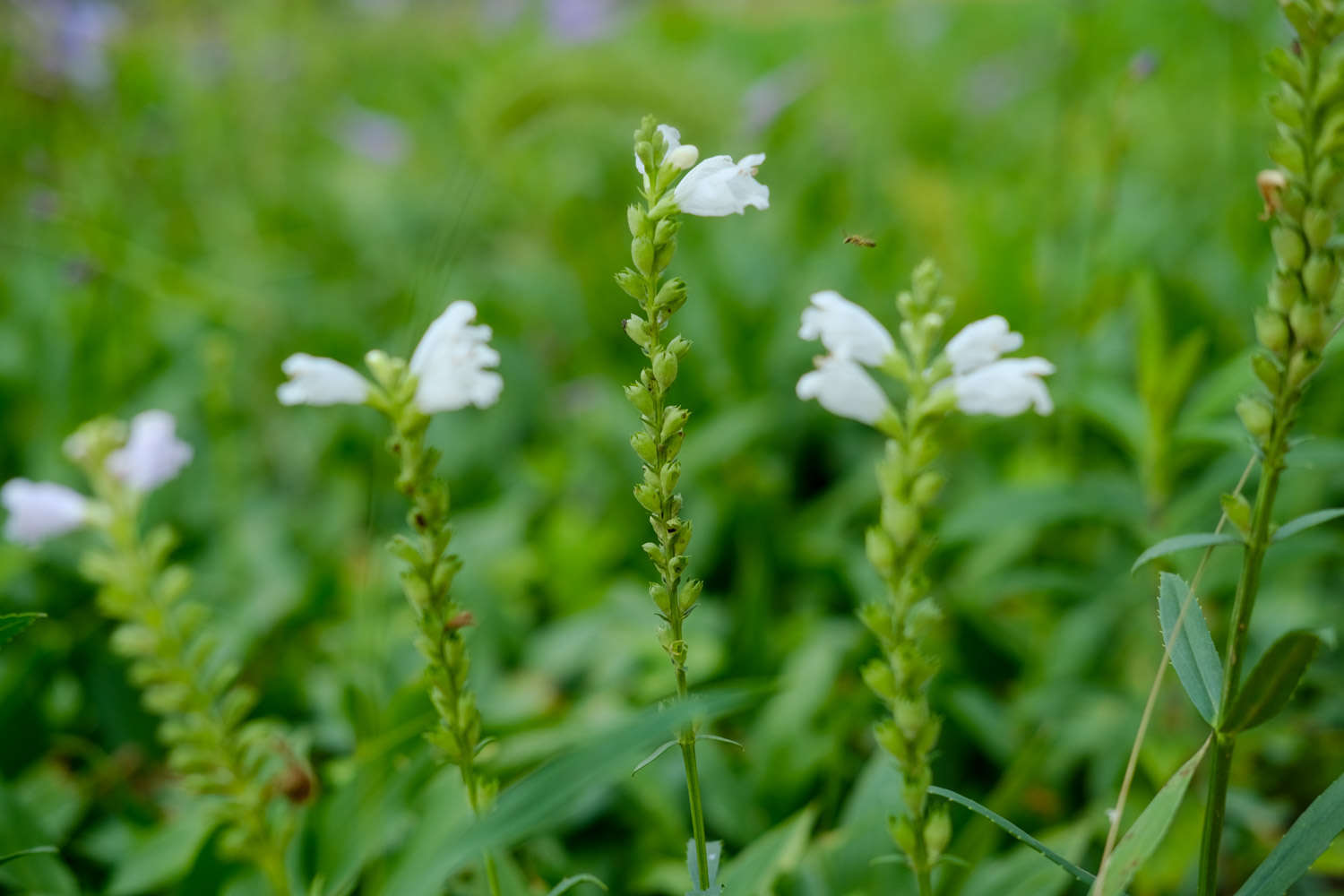 随意草