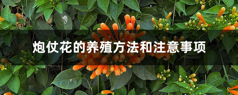 炮仗花的养殖方法和注意事项