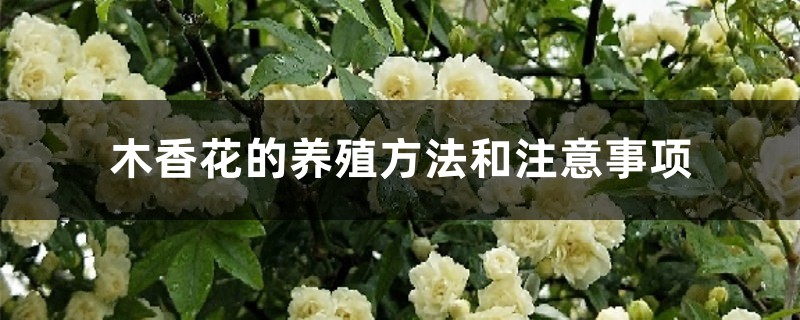 木香花的养殖方法和注意事项