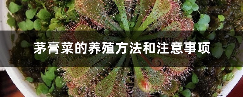 茅膏菜的养殖方法和注意事项