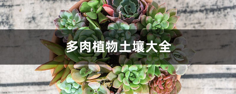 多肉植物土壤大全