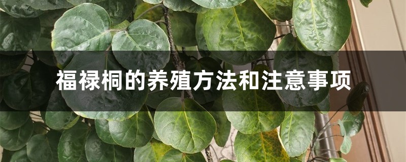 福禄桐的养殖方法和注意事项