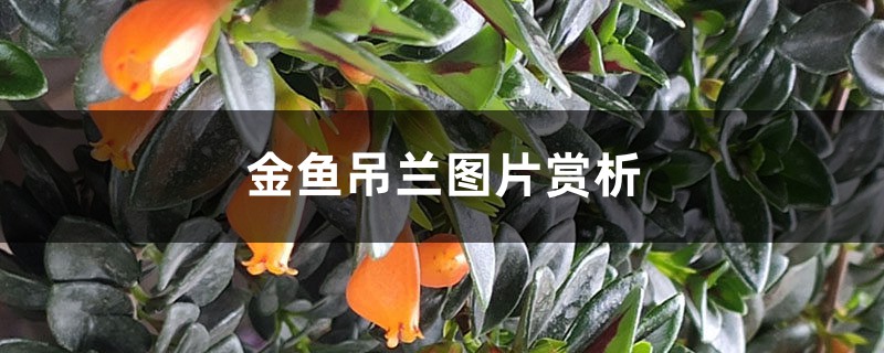 金鱼吊兰图片赏析