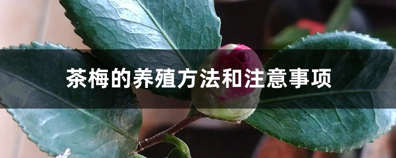 茶梅的养殖方法和注意事项