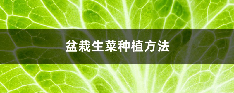 盆栽生菜种植方法