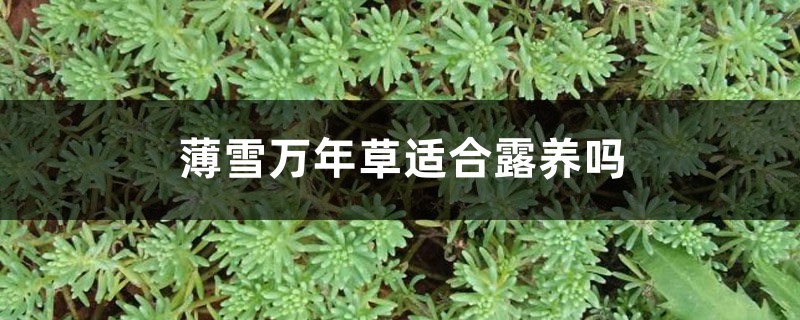 薄雪万年草适合露养吗