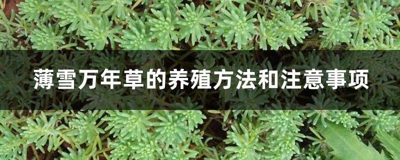 薄雪万年草的养殖方法和注意事项