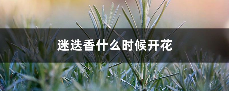 迷迭香什么时候开花