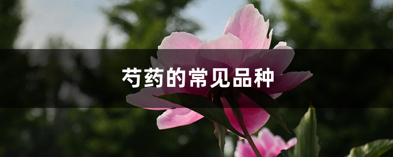 芍药的常见品种