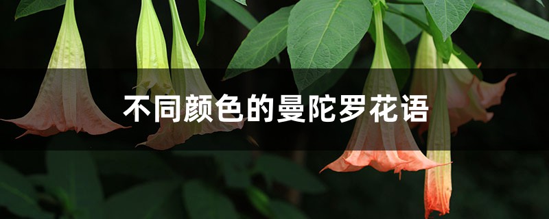 不同颜色的曼陀罗花语