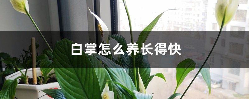 白掌怎么养长得快