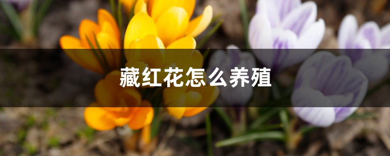 藏红花养殖方法及注意事项