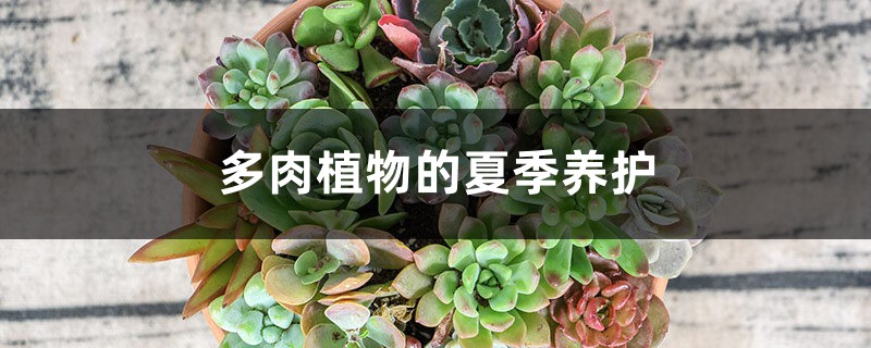 多肉植物的夏季养护