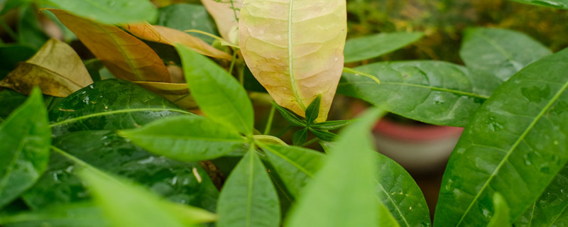 客厅摆什么植物好看又旺财