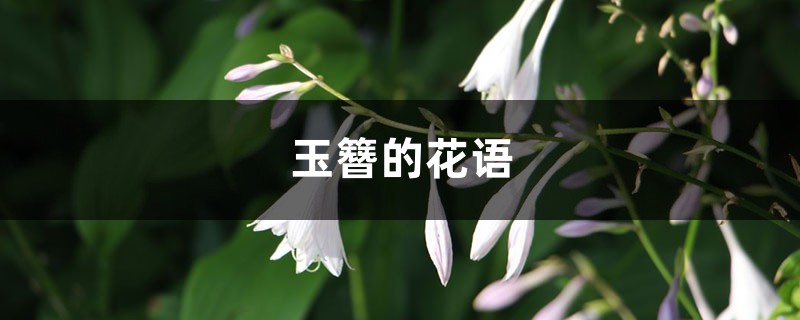 玉簪的花语和寓意，有什么传说故事