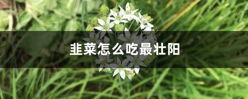 韭菜怎么吃最壮阳，韭菜如何保存