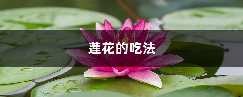 莲花的吃法，吃莲花对身体好吗