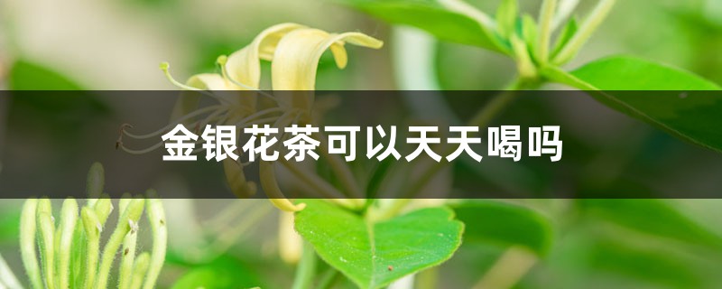 金银花茶怎么泡，可以天天喝吗