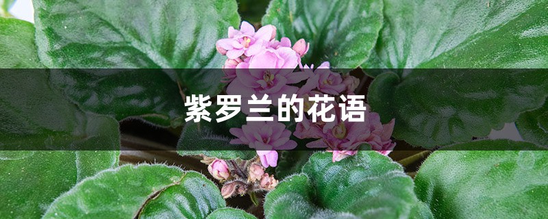 紫罗兰的花语，紫罗兰图片