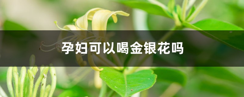 孕妇可以喝金银花吗，婴儿可以喝金银花水吗