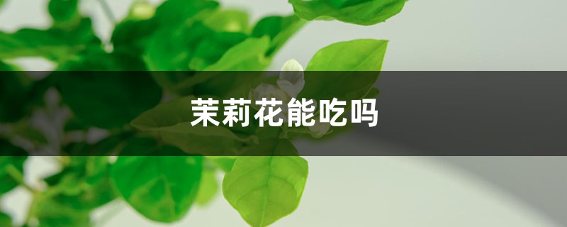 茉莉花能吃吗，对身体好吗