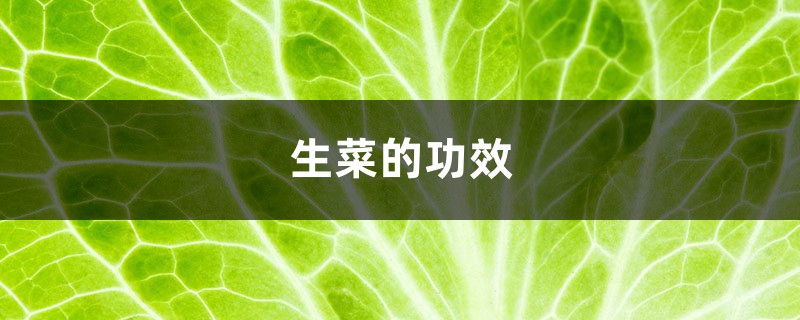 生菜的功效，吃生菜有什么好处