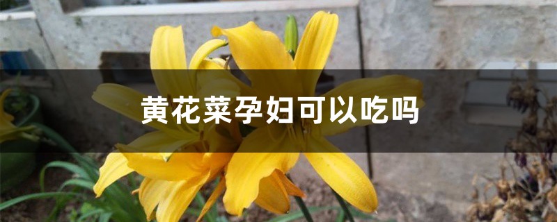 黄花菜孕妇可以吃吗，怎么做好吃