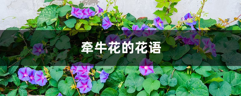 牵牛花的花语，牵牛花是什么颜色