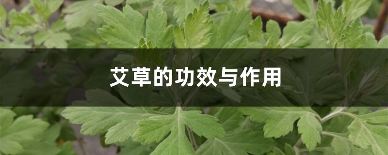 艾草的功效与作用，艾草可以泡水喝吗